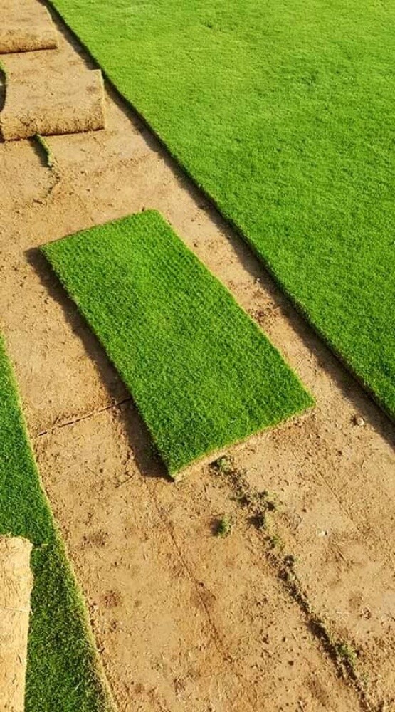 العشب موجود بكميات كبيرة - 1