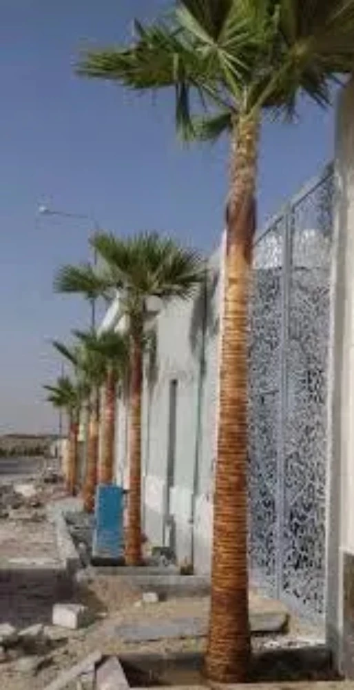 تنظيف جميع أطوال النخيل - 1