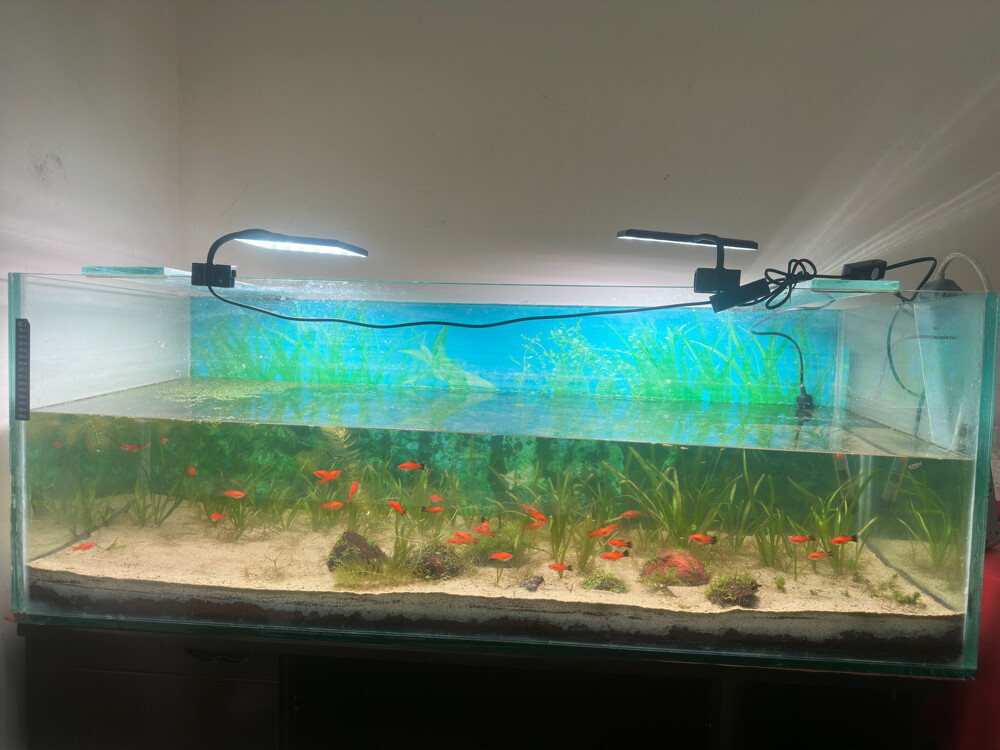 Planted Aquarium for sale - 1