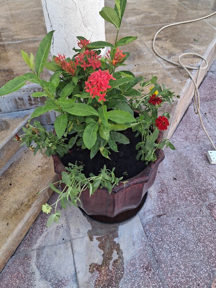 زراعه الاحواض - 1
