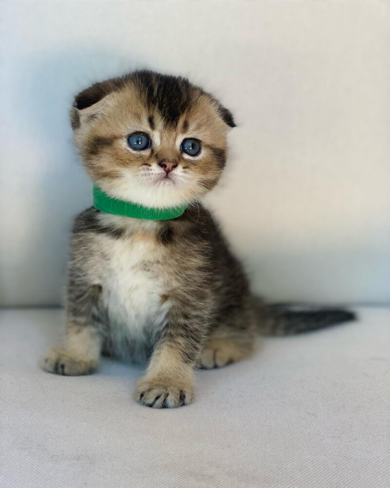 Scottish fold kittens for sale - 2