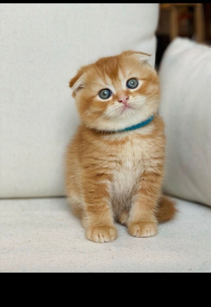 Scottish fold kittens for sale - 1