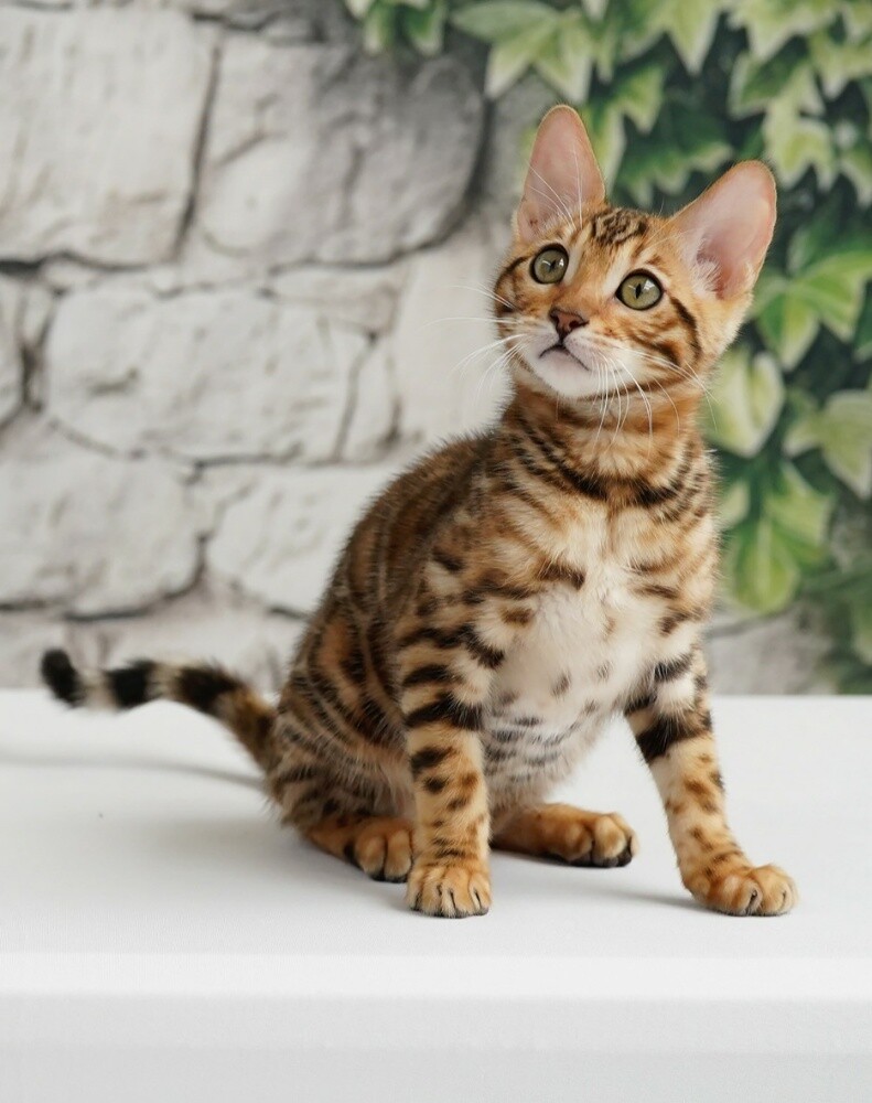 Bengal kittens for sale - 1