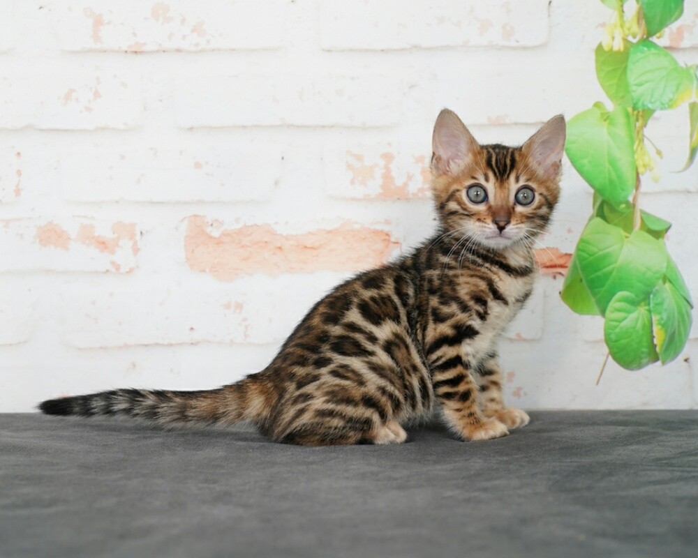 Bengal kittens for sale - 2