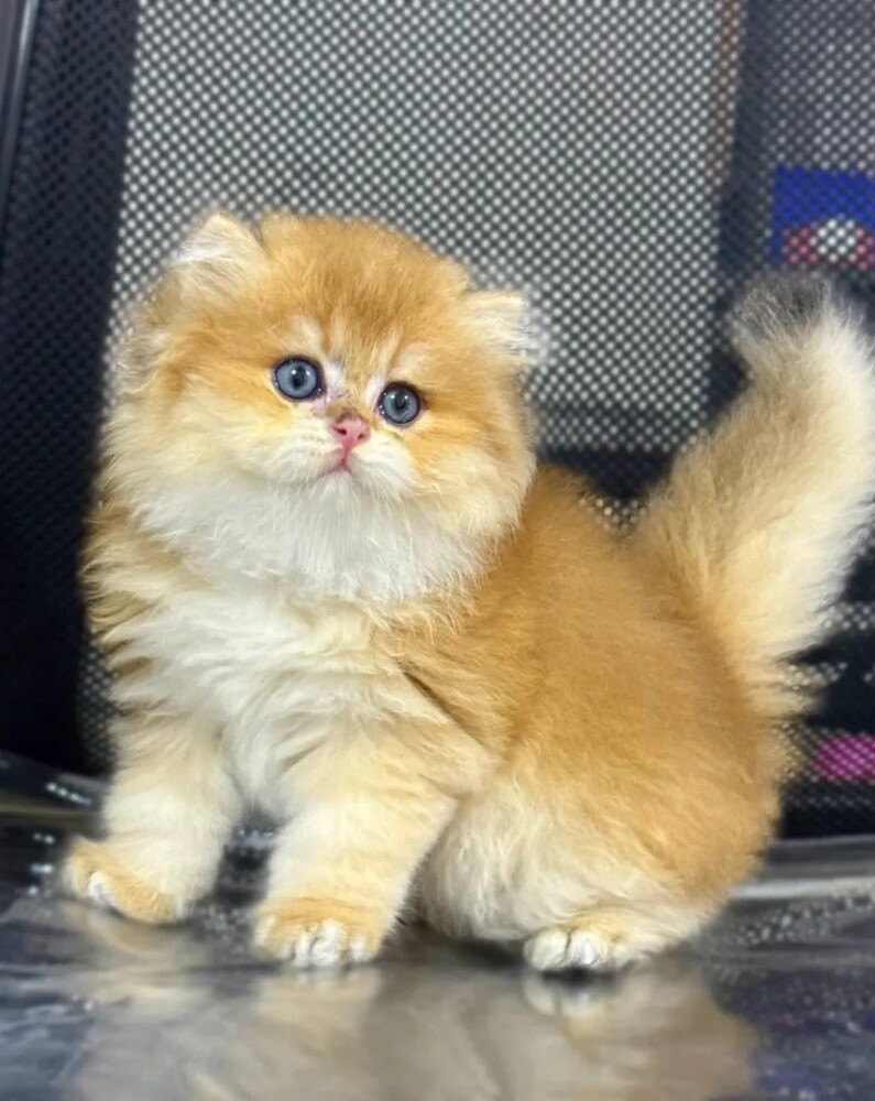 Munchkin kittens for sale - 3