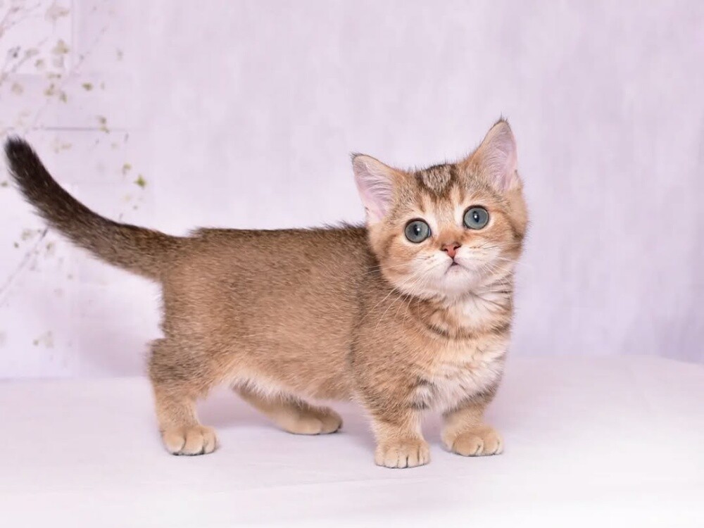 Munchkin kittens for sale - 1
