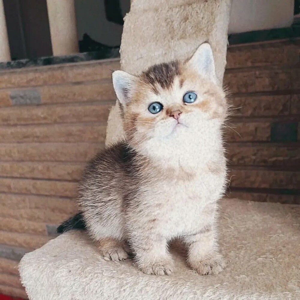 Munchkin kittens for sale - 5