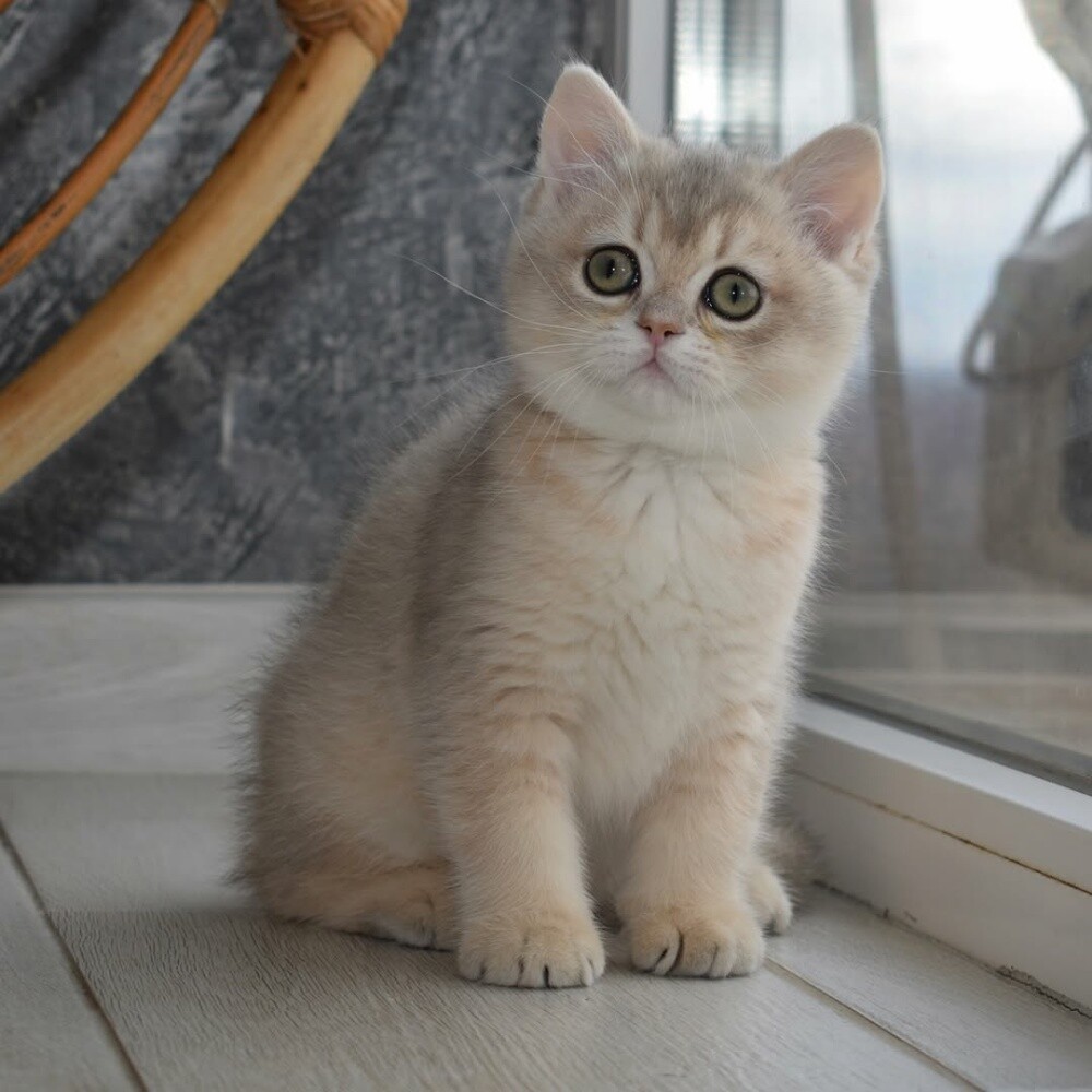 Munchkin kittens for sale - 6