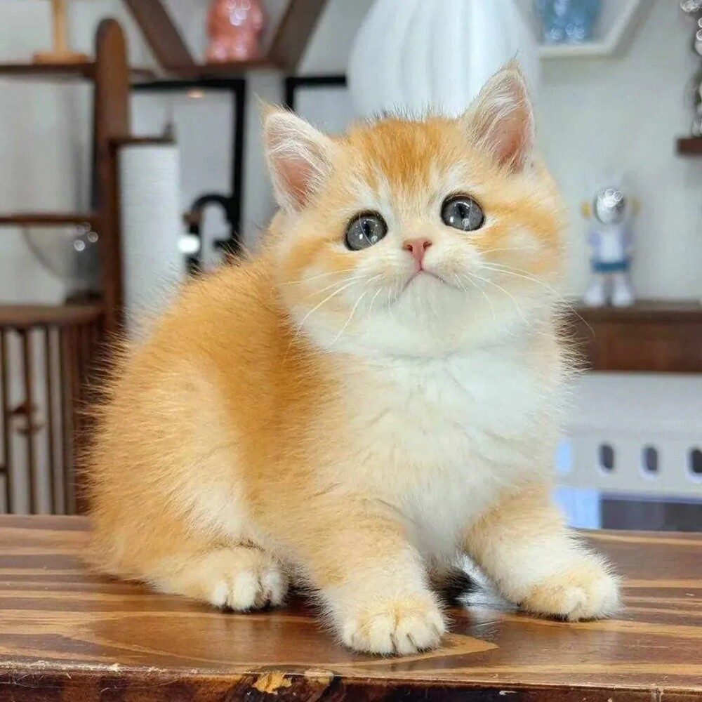 Munchkin kittens for sale - 4