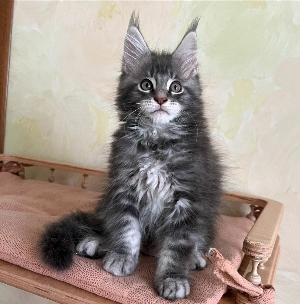 Maine Coon kittens for sale - 2