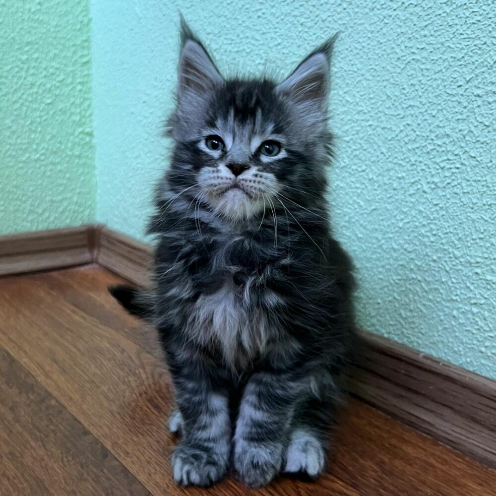 Maine Coon kittens for sale - 1