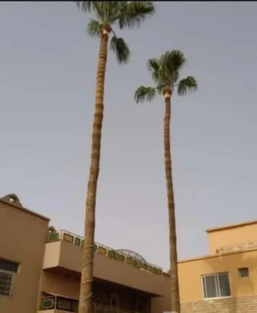 تنظيف وشنطونيا ونخيل - 1