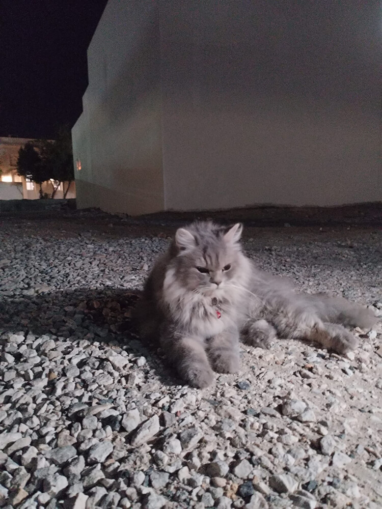 بيع - 2