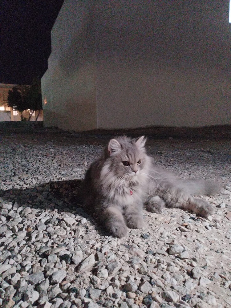 بيع - 5