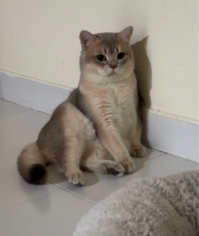 Pure cat for mating - 3