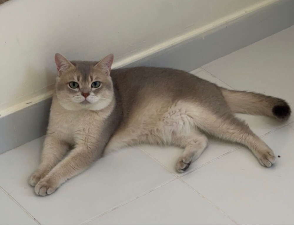 Pure cat for mating - 4
