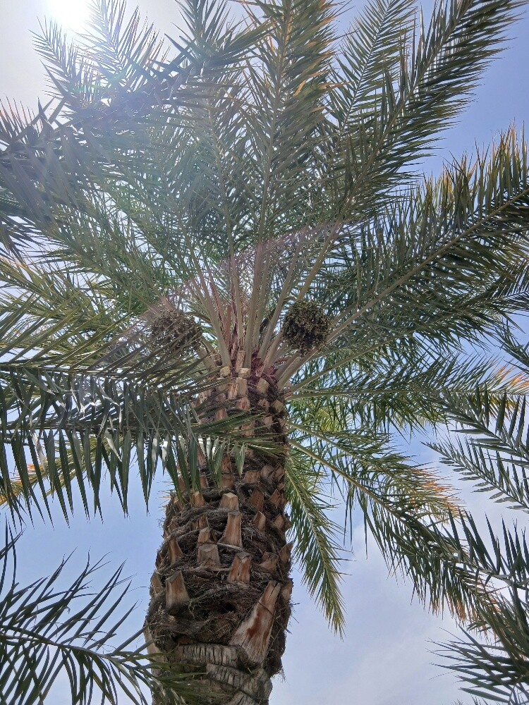 بباجار البلوشی - 2