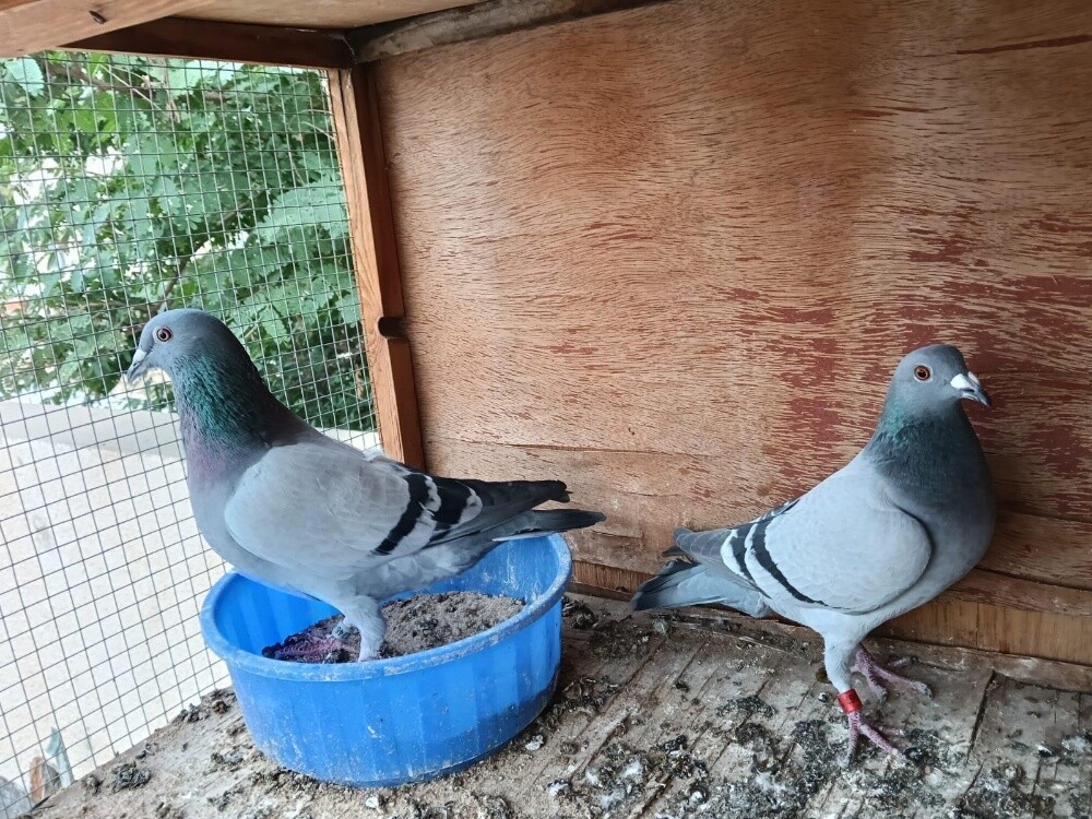 racing Homer breeding pair - 1