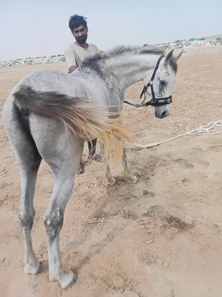 خيل فلو عربي اصيل - 1