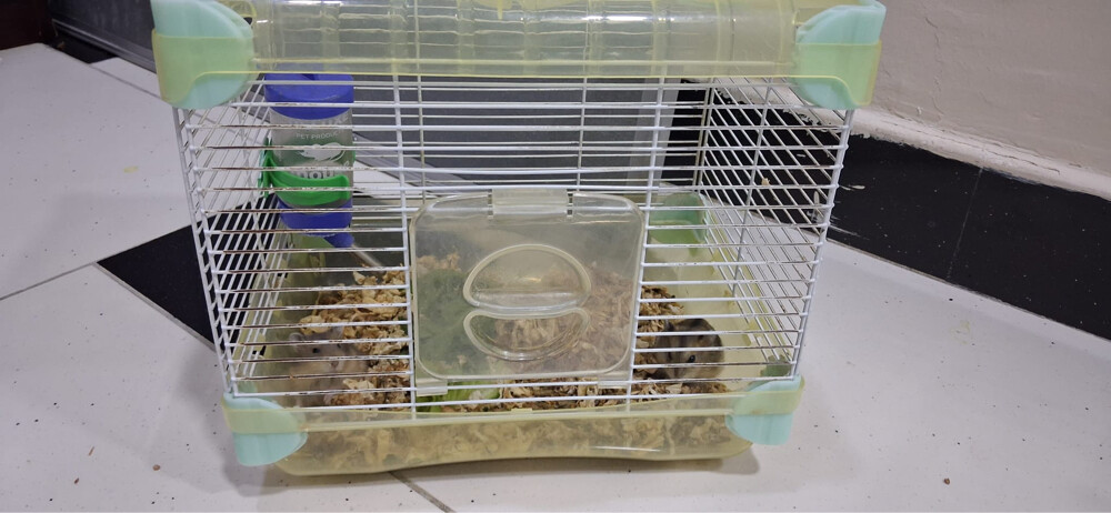  hamsters  - 1