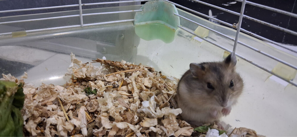  hamsters  - 4