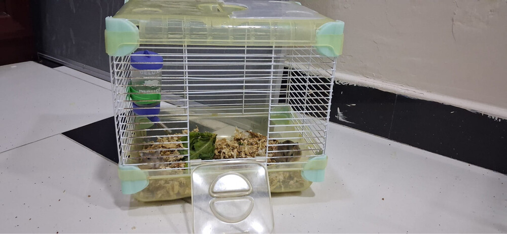  hamsters  - 2