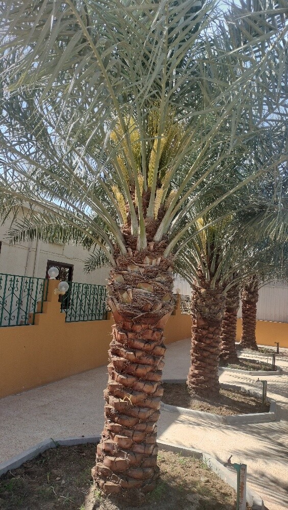 منسق حداءق - 3