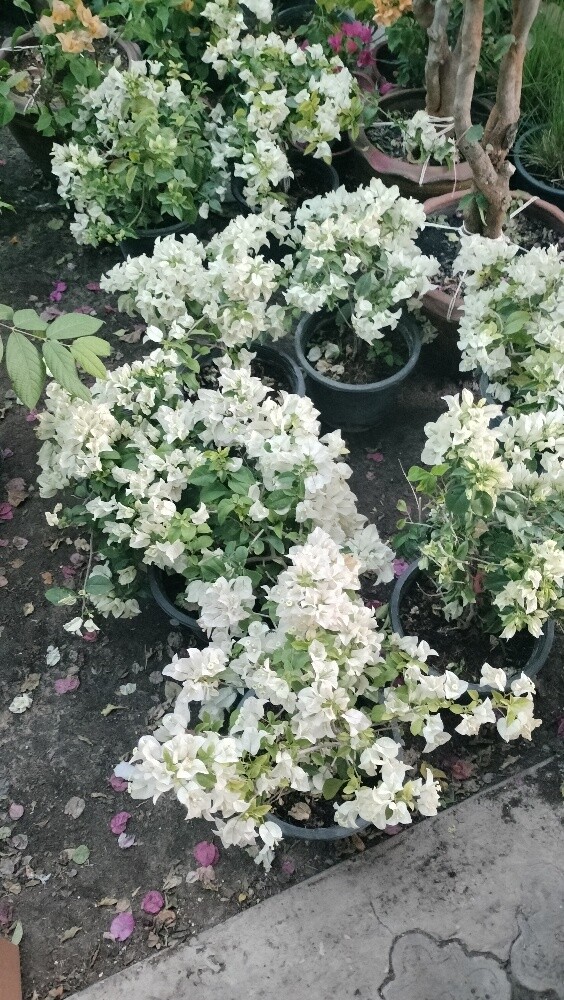 منسق حداءق - 4