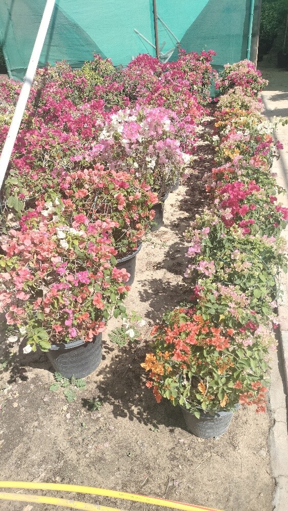 منسق حداءق - 2