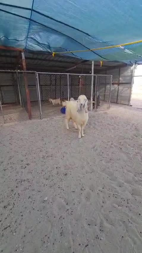 فحل عارضي اصفر - 1