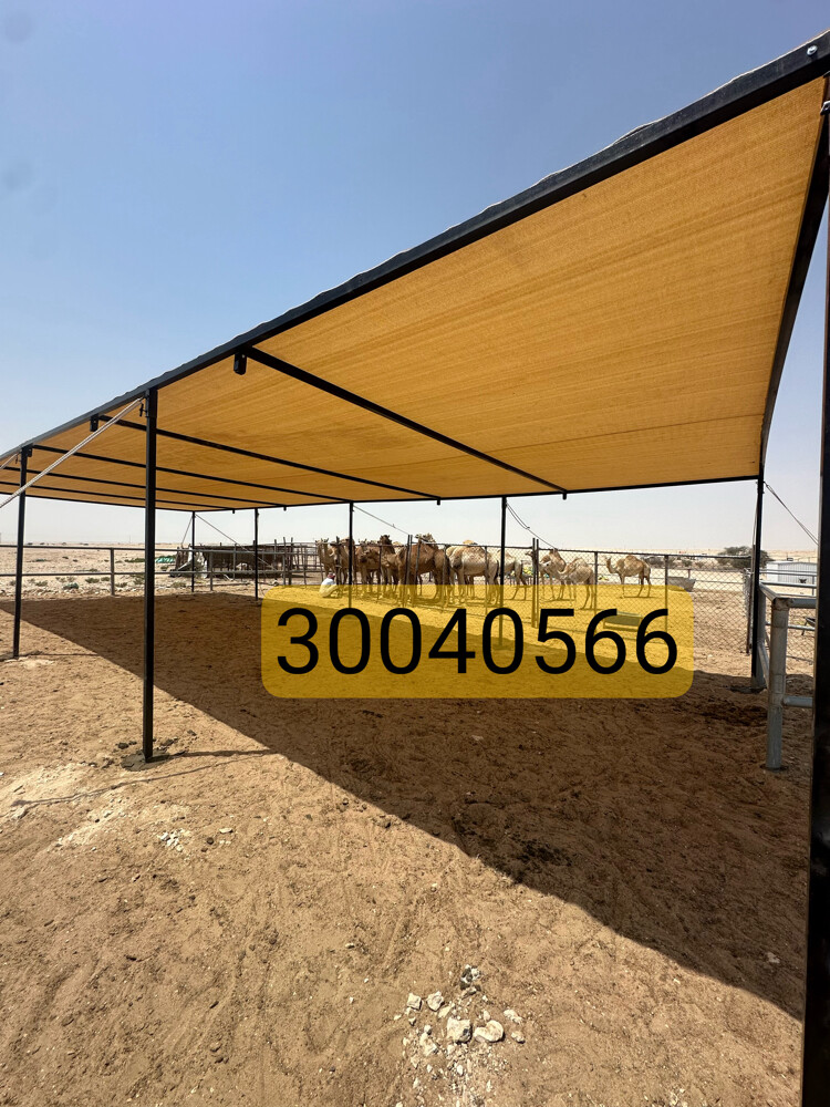 مظلات حلال وإبل عالية الجودة - 1