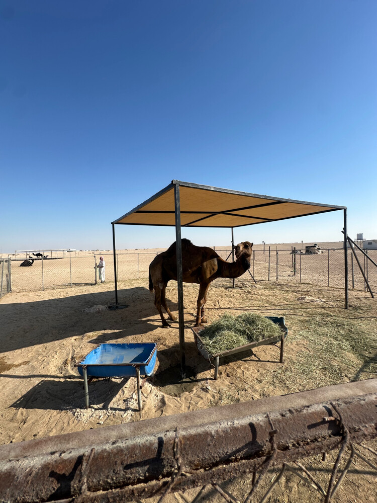 مظلات حلال وإبل عالية الجودة - 4