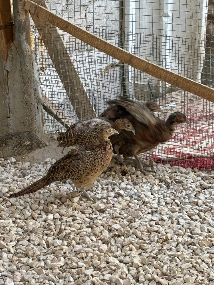 فزن طيار باقي عدد 3 حبات  - 2