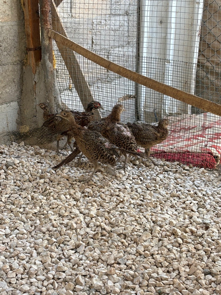 فزن طيار باقي عدد 3 حبات  - 6