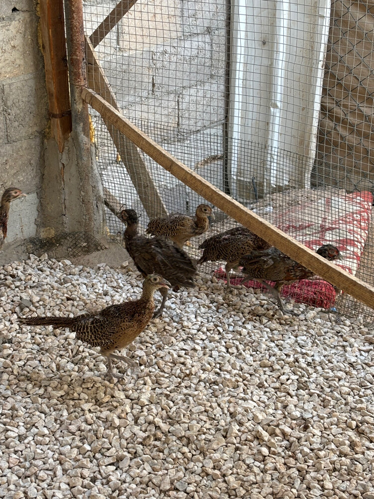 فزن طيار باقي عدد 3 حبات  - 4