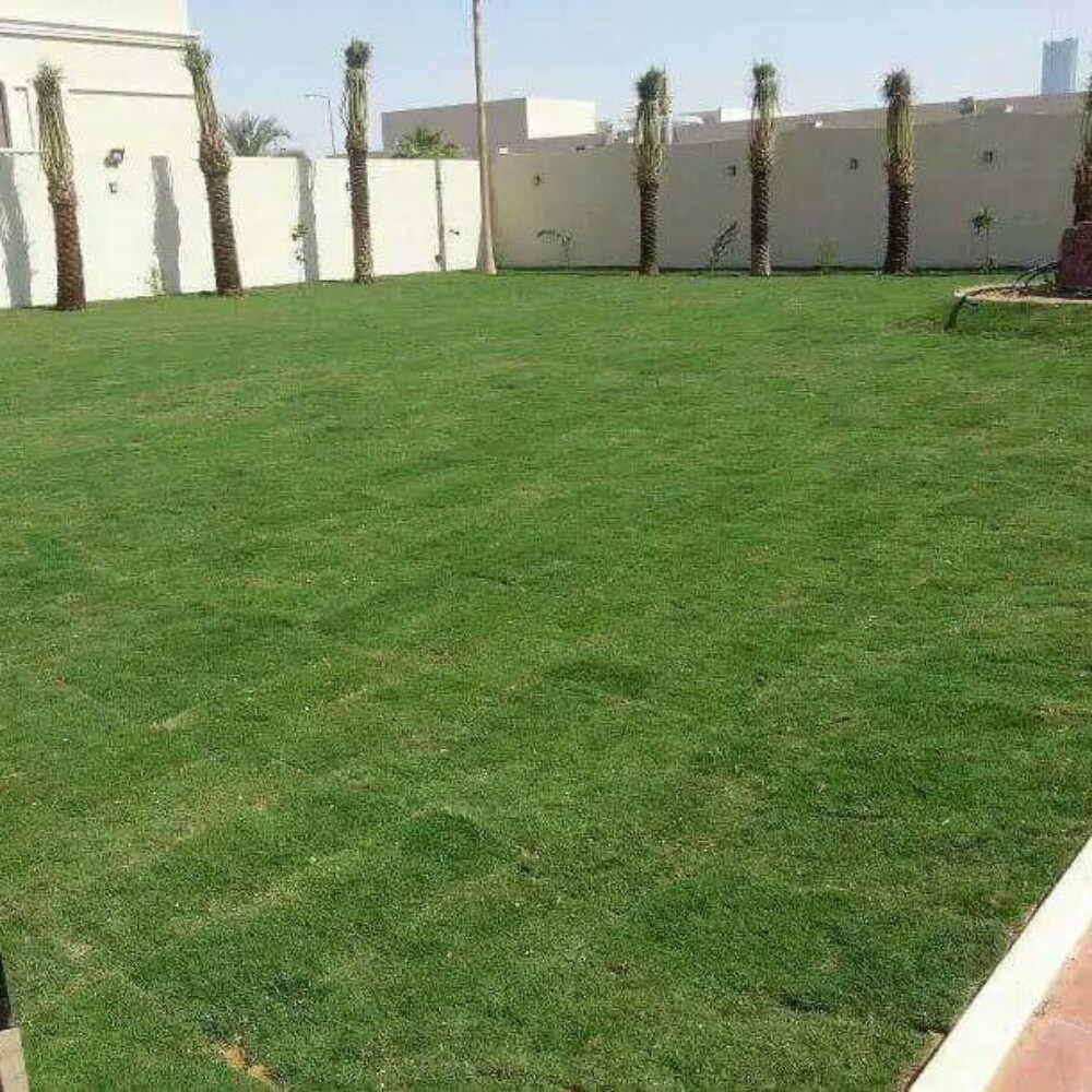 زراعه العشب الطبيعي - 1