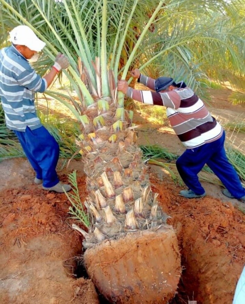 اقتلاع النخيل ت٥٥٧٤٤٣٦٣ - 1