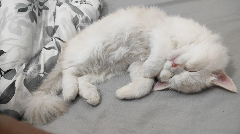 PERSIAN FEMALE CAT ( Tamed ) - 2