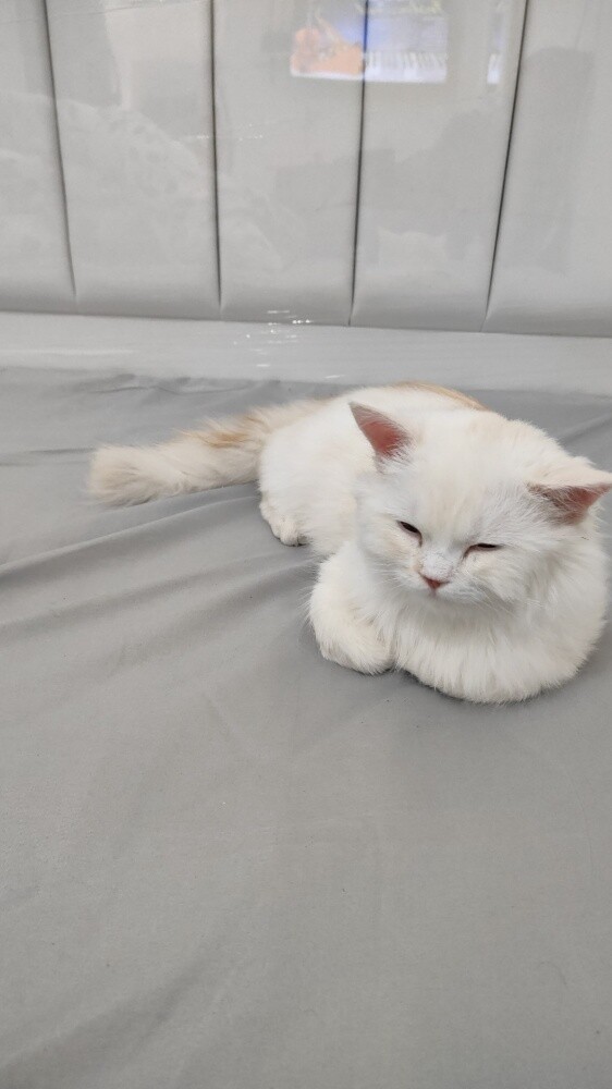 PERSIAN FEMALE CAT ( Tamed ) - 6
