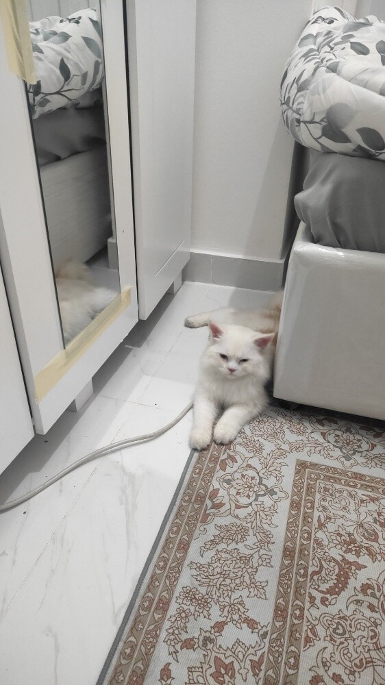 PERSIAN FEMALE CAT ( Tamed ) - 7