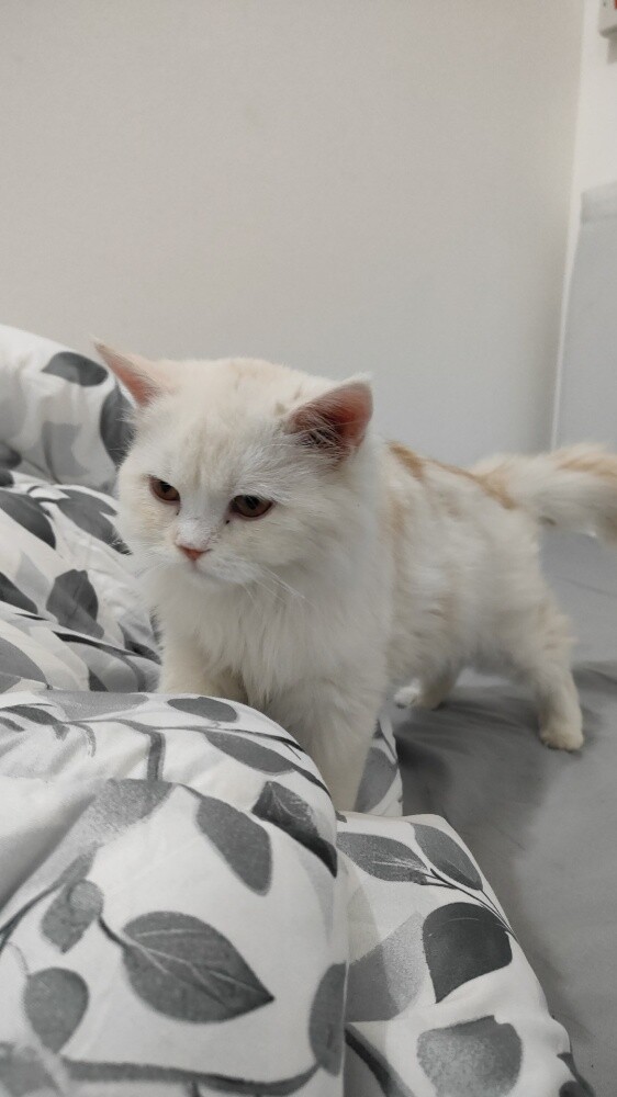 PERSIAN FEMALE CAT ( Tamed ) - 1