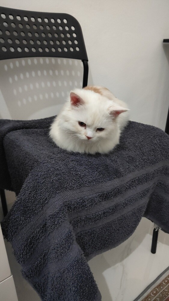PERSIAN FEMALE CAT ( Tamed ) - 5