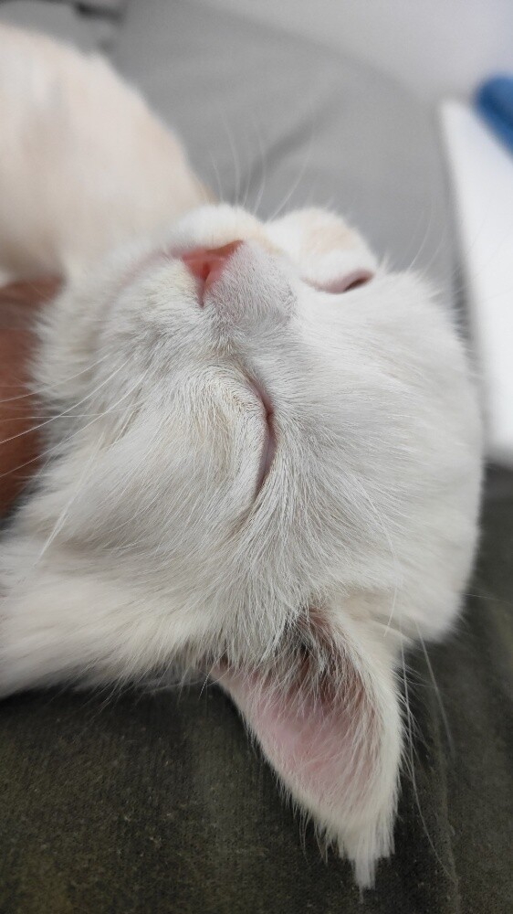 PERSIAN FEMALE CAT ( Tamed ) - 4