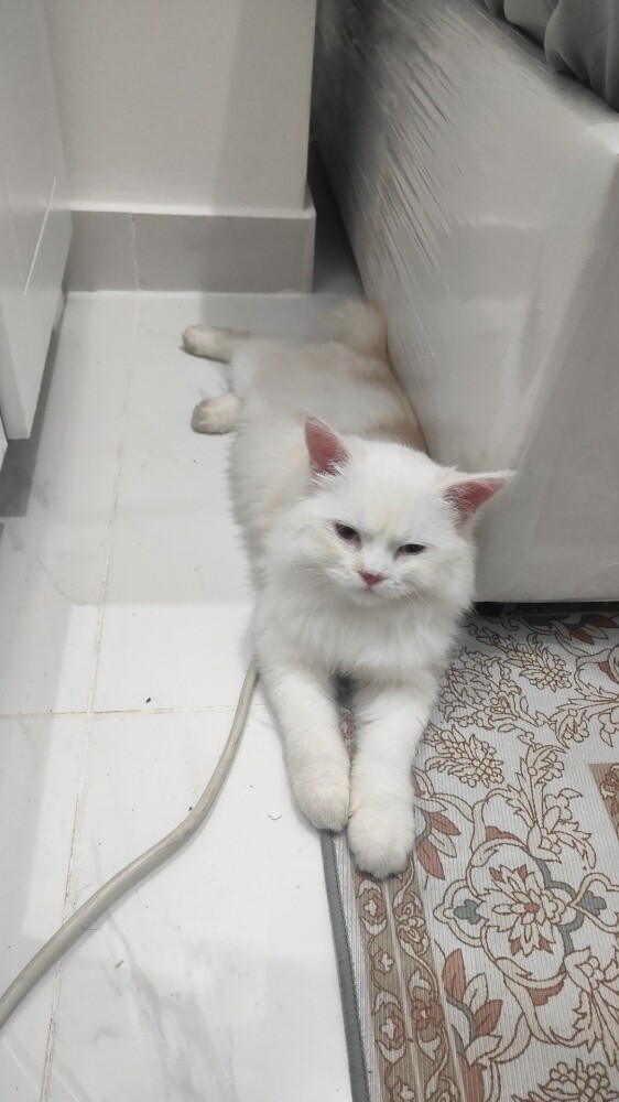 PERSIAN FEMALE CAT ( Tamed ) - 8