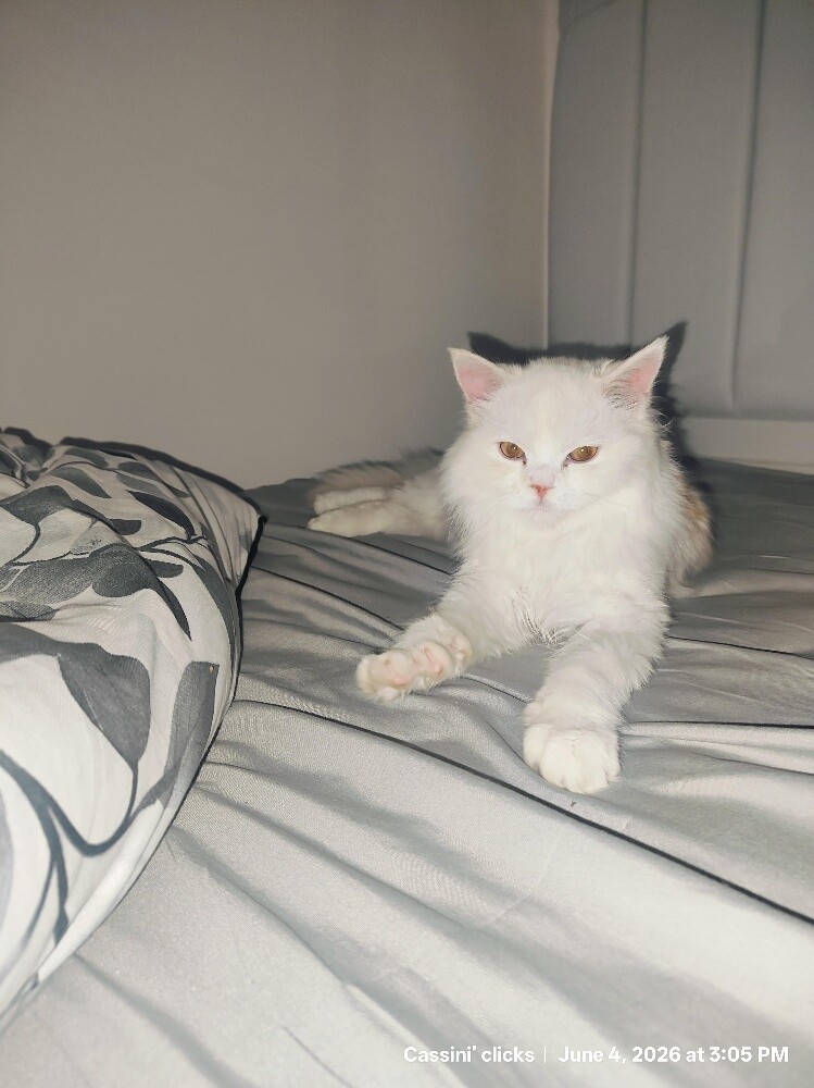 PERSIAN FEMALE CAT ( Tamed ) - 3