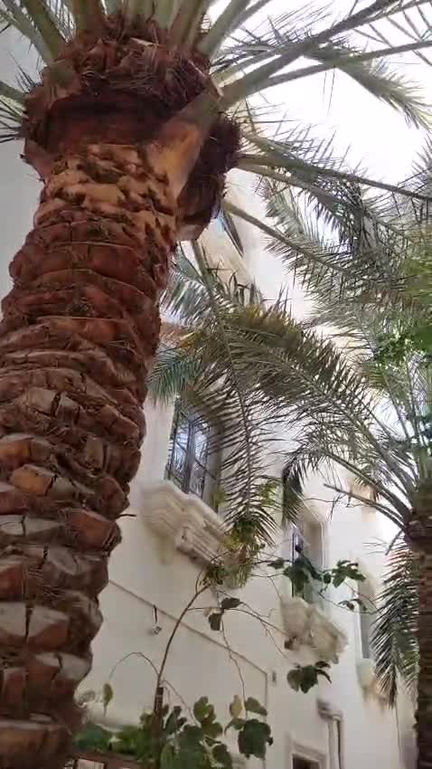 تكريب نخيل ت٥٥٧٤٤٣٦٣ - 1