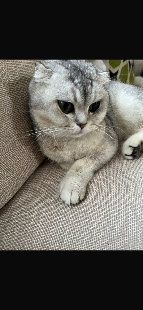 Scottish fold female cat - 1