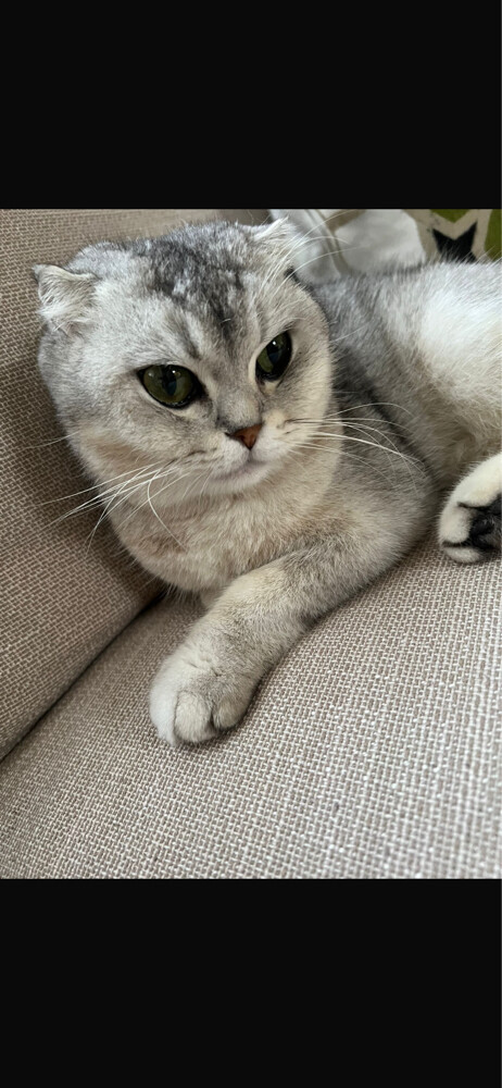 Scottish fold female cat - 2
