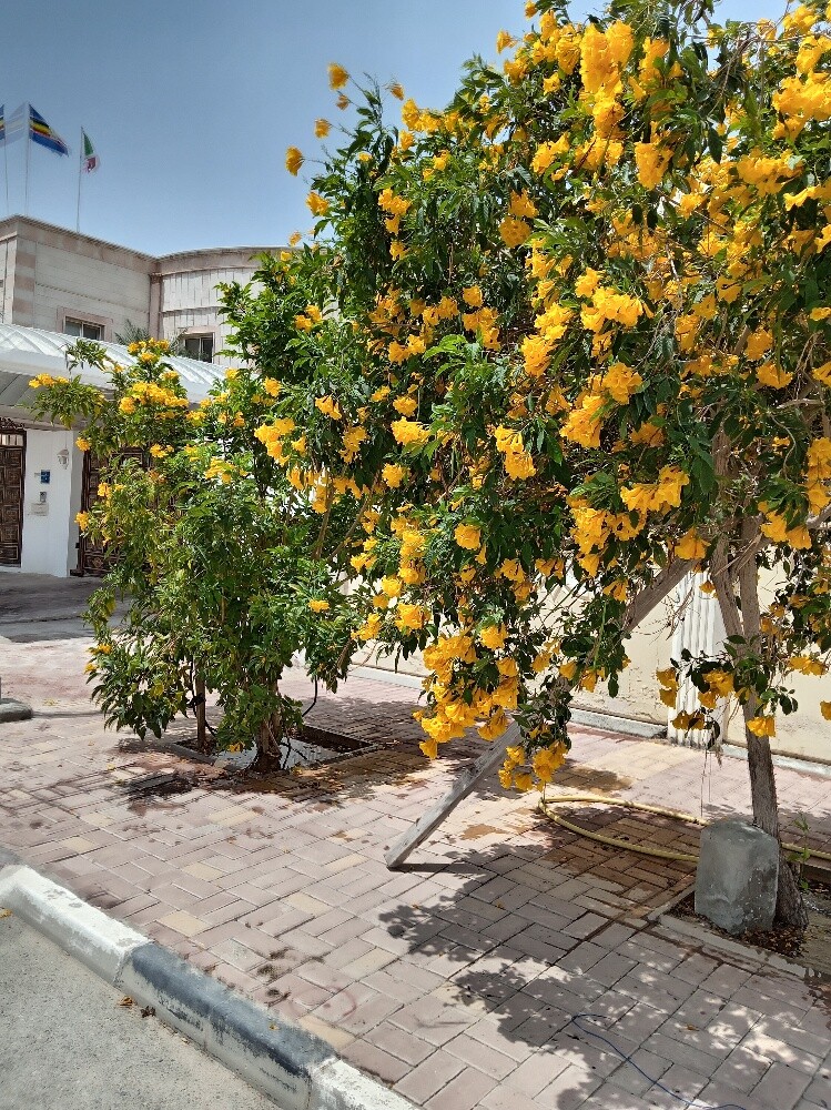 أشجار زينه - 4