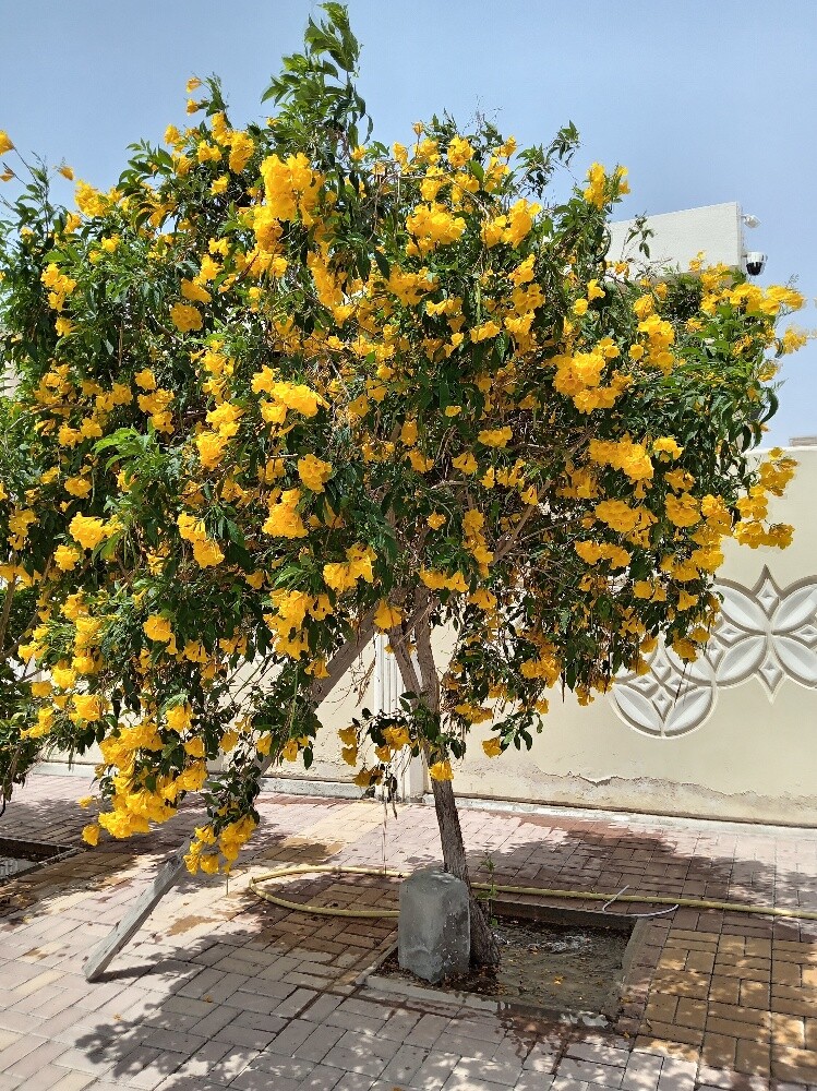 أشجار زينه - 5